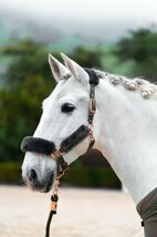 Equestrian Stockholm Evening Haze Halster met touw mt pony